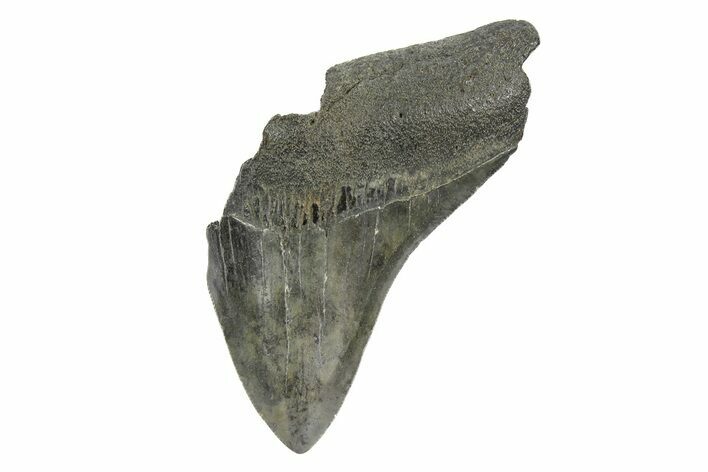 Bargain, Fossil Megalodon Tooth - South Carolina #172161